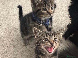 British Shorthair cats - Advert 13