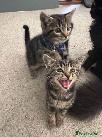 British Shorthair cats - Advert 5