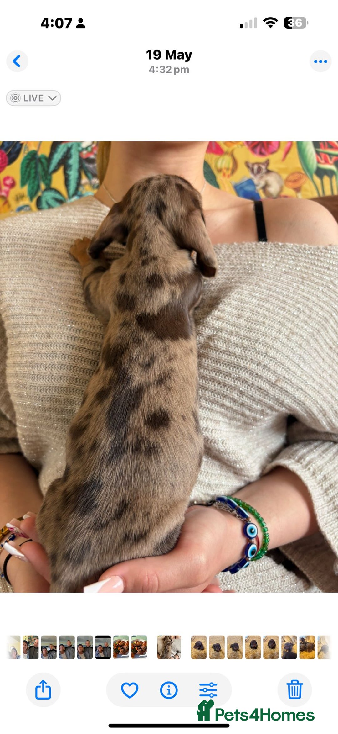 Dachshund dogs for stud: Beautiful boy stud - Advert 5