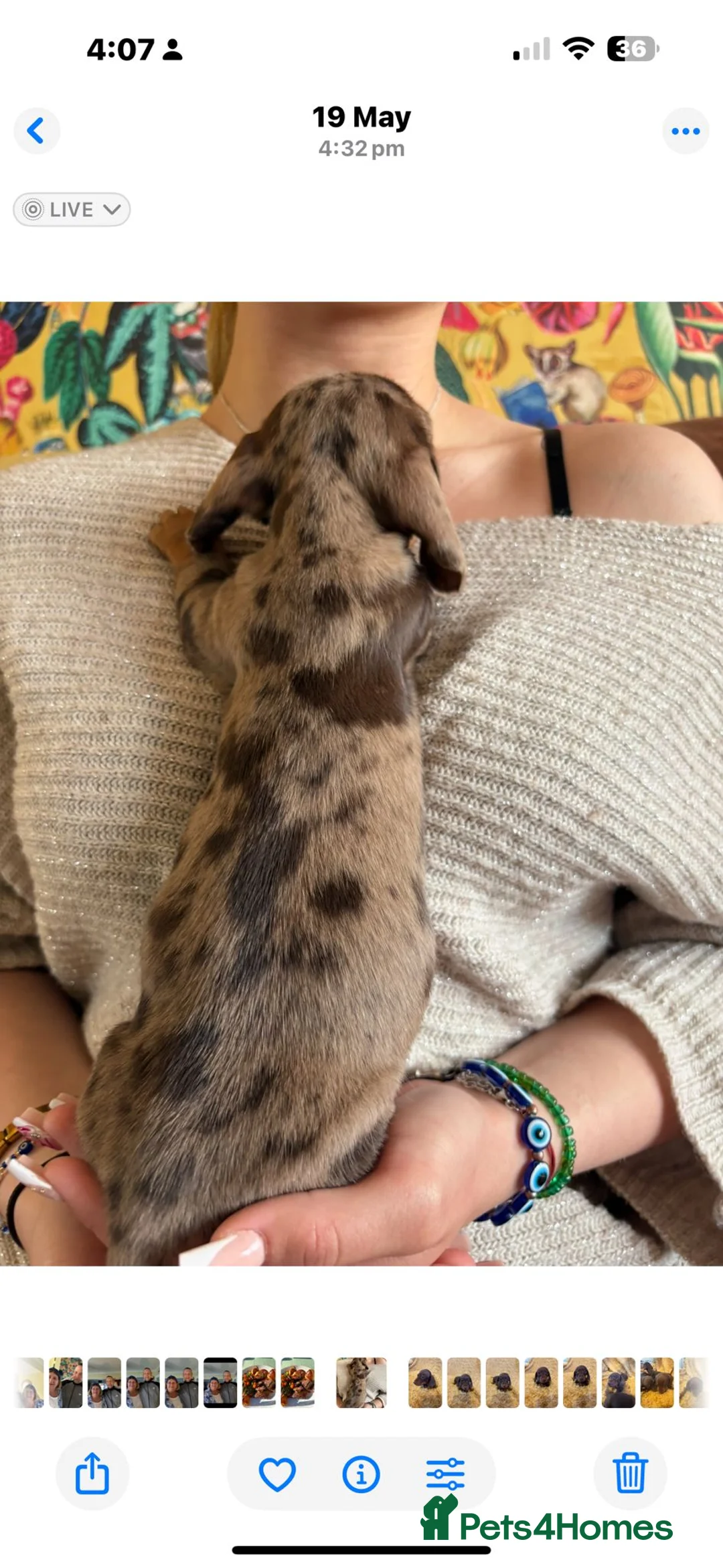 Dachshund dogs for stud: Beautiful boy stud - Advert 5