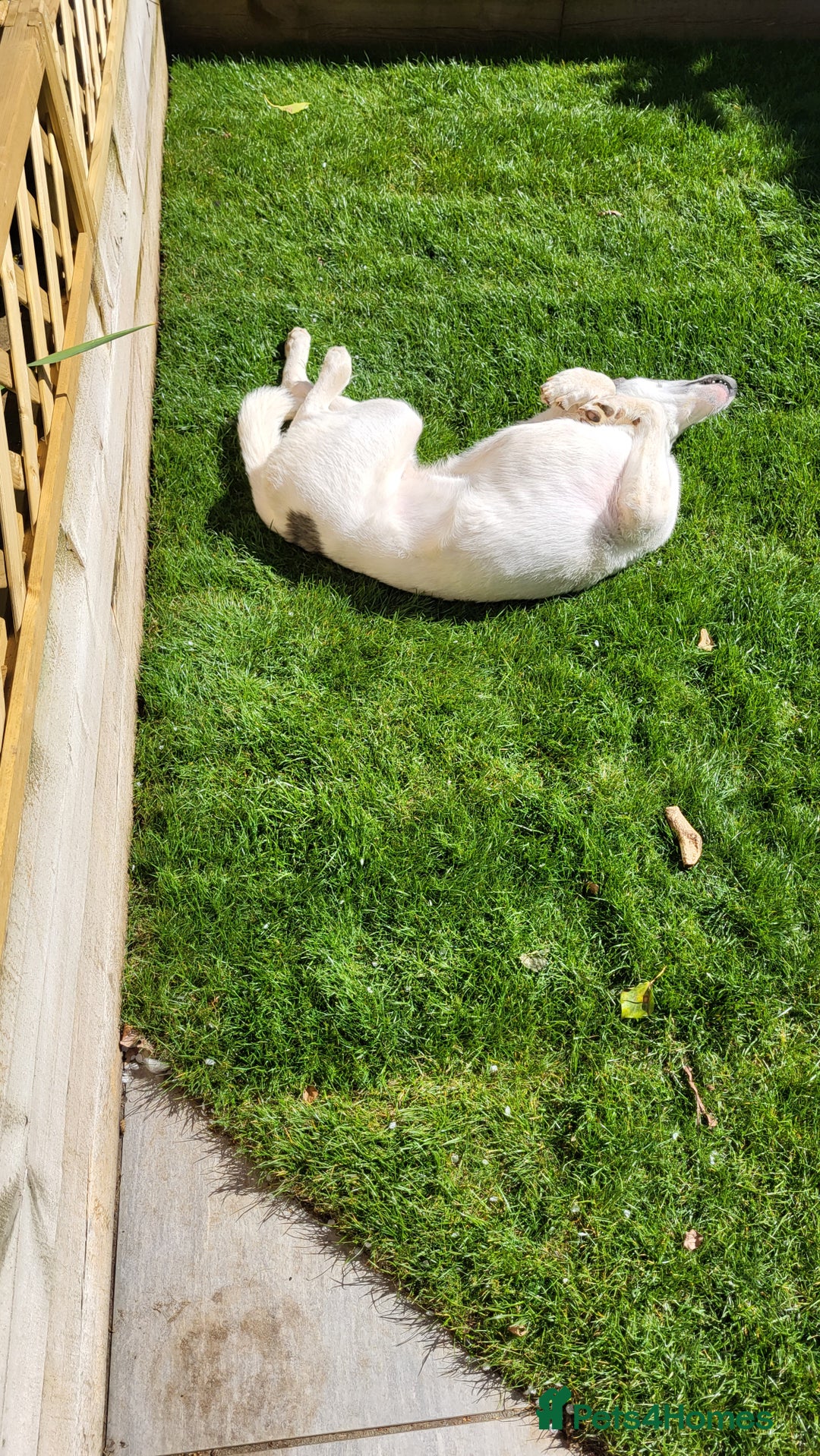 Siberian Husky dogs for sale: Our amazing Siberian Husky "Rocky" - Advert 10