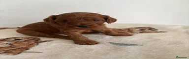Cavapoo 4