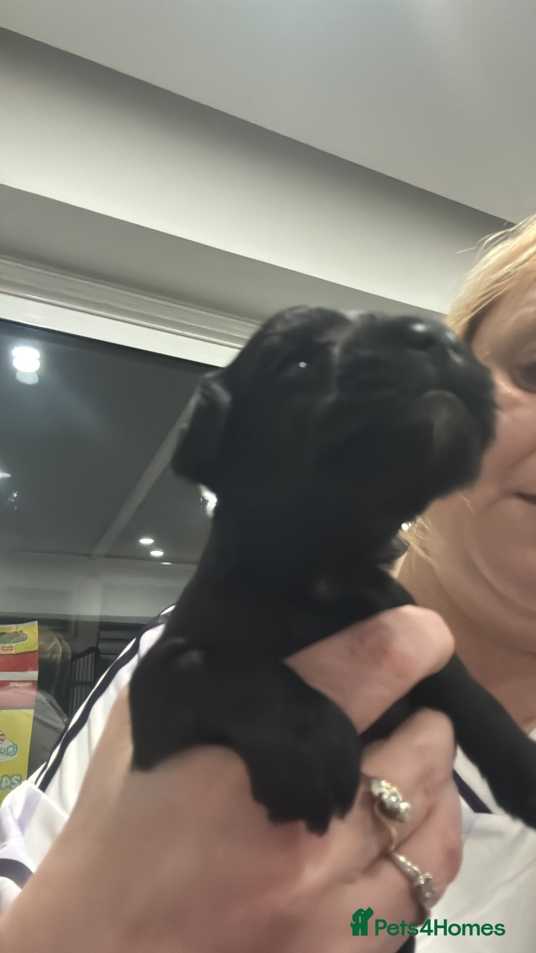 Miniature Schnauzer dogs for sale: Miniature Schnauzer pups for sale - Advert 23