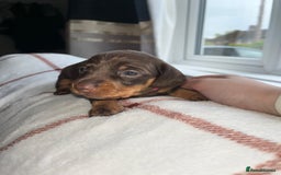 Miniature Dachshund dogs for sale: Beautiful Dachshund puppy’s  - Image 16