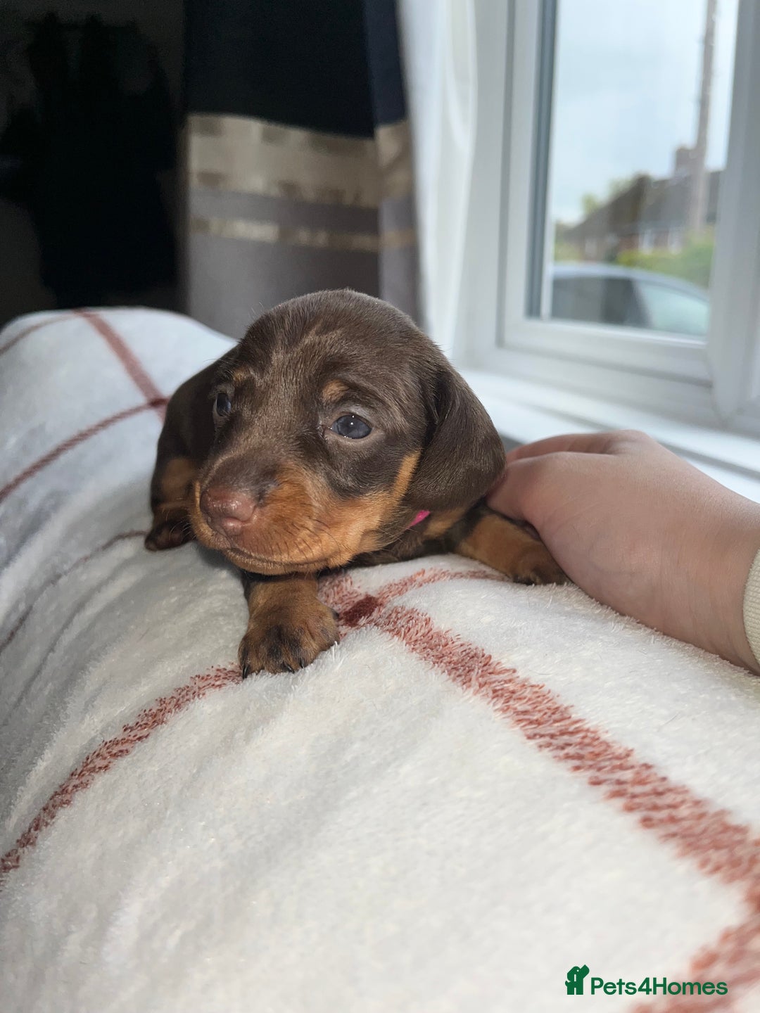 Miniature Dachshund dogs for sale: Beautiful Dachshund puppy’s  - Image 16