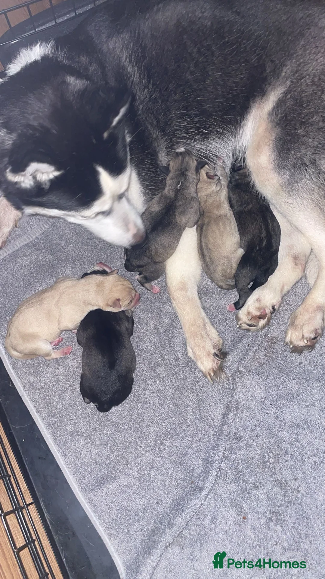 Mixed Breed dogs for sale: 5 beautiful puppies for sale  - Advert 2