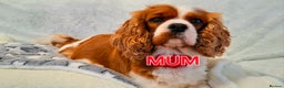 Cavalier King Charles Spaniel dogs for sale: 🥇❤️Beautiful Cavalier King Charles Spaniel 🐾⭐️ - Advert 8