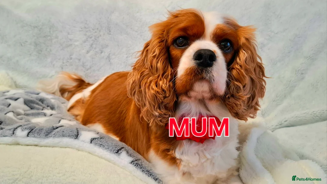 Cavalier King Charles Spaniel dogs for sale:  KC Beautiful Cavalier King Charles Spaniel 🐾⭐️ - Advert 3