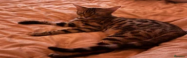 Bengal 1