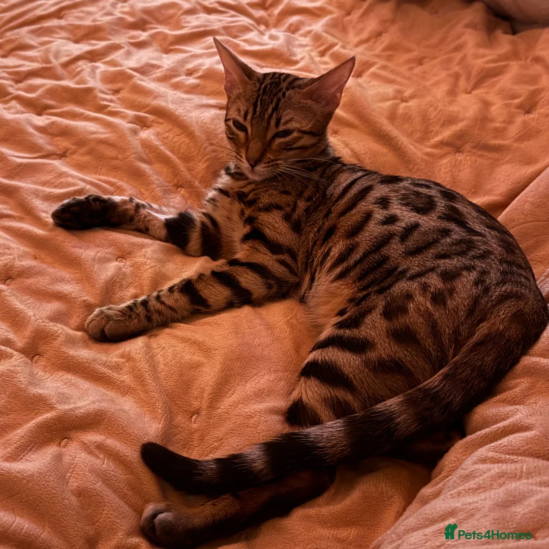 Bengal cats for sale: Naami - Advert 1