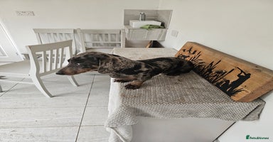 Miniature Dachshund dogs - Advert 14