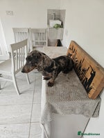 Miniature Dachshund dogs - Advert 4