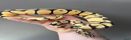 Python Snake reptiles for sale: Super high intensity orange dream - Advert 3