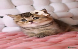 British Shorthair cats for sale: 💎 British Shorthair - GCCF 💎 - Image 7