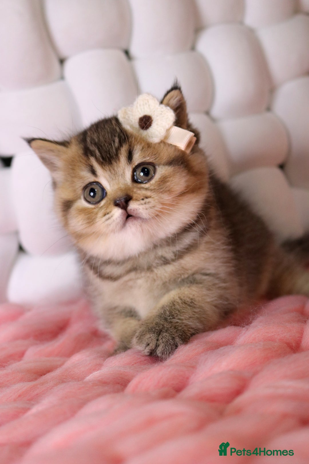 British Shorthair cats for sale: 💎 British Shorthair - GCCF 💎 - Image 7