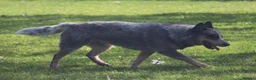 Australian Cattle Dog dogs for stud: KC Australian Cattle Dog for stud.  - Advert 2