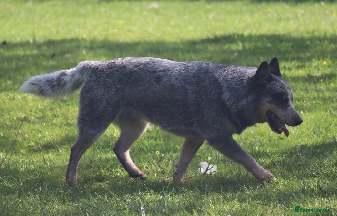 Australian Cattle Dog dogs for stud: KC Australian Cattle Dog for stud.  - Advert 2