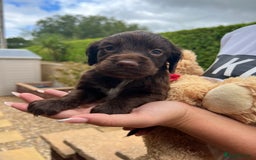 Cocker Spaniel dogs for sale: 7 gorgeous cocker spaniel puppy’s 🐶 - Image 3