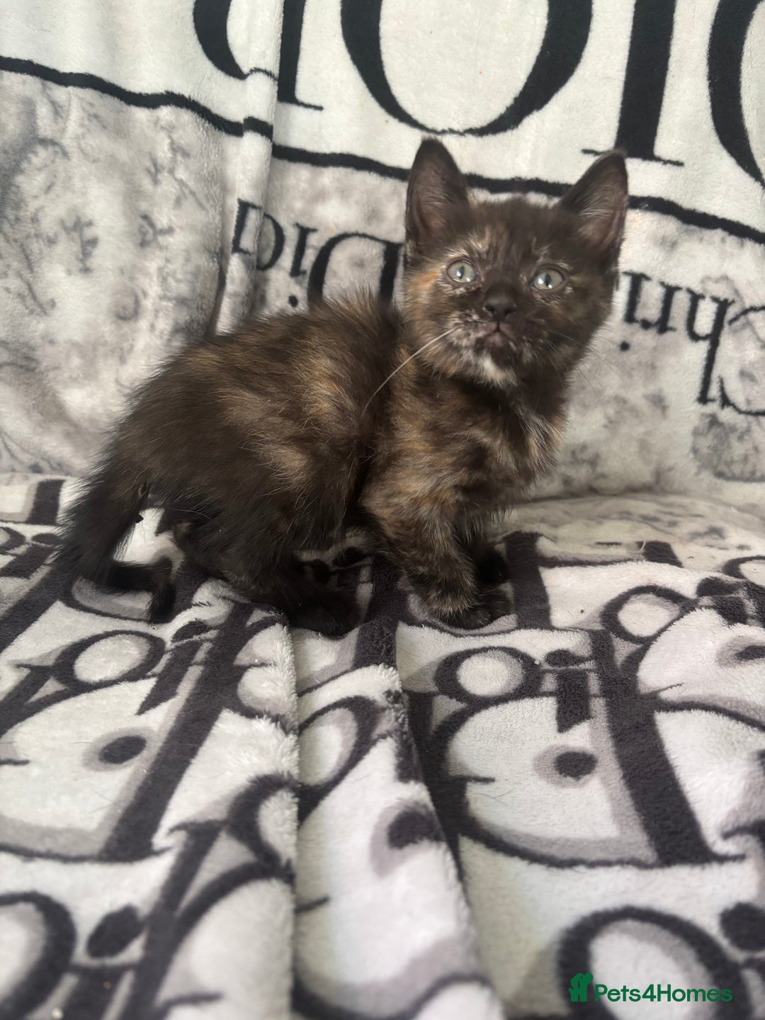 Ragdoll cats for sale: Gorgeous Ragdoll X Kittens - Solid Colours - Advert 6