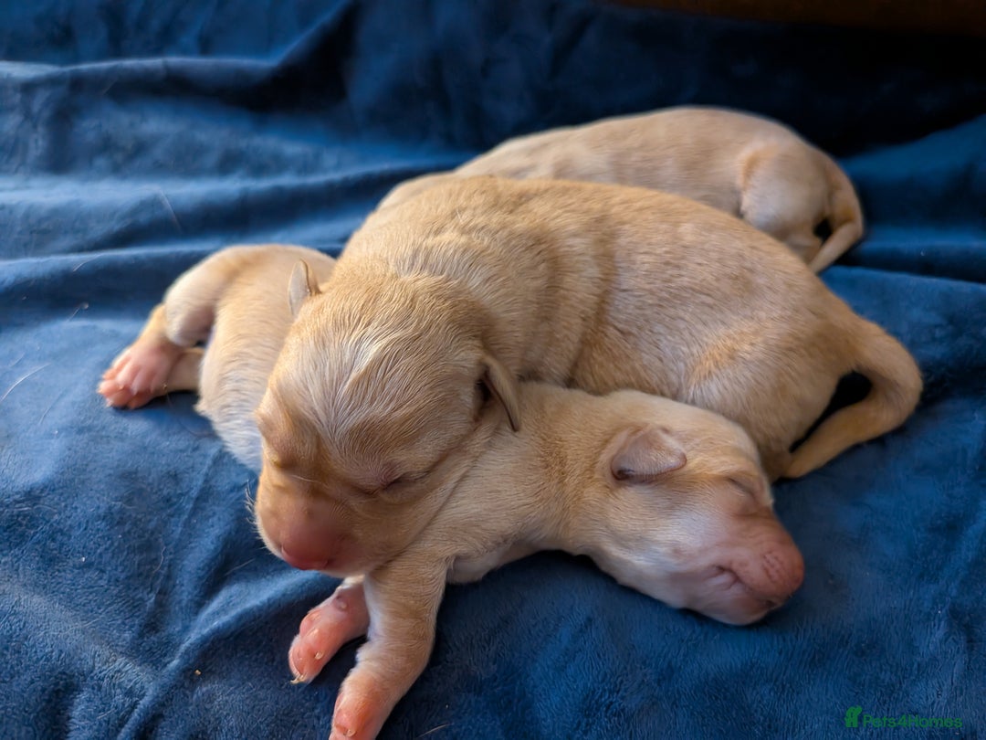 Goldador dogs for sale: Goldador puppies - all reserved  - Advert 14