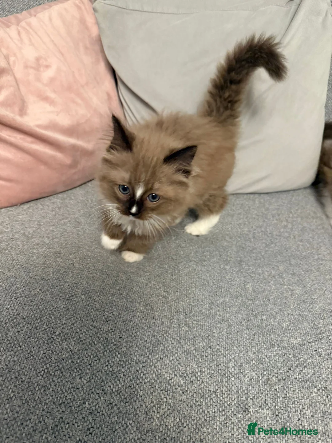 Ragdoll cats for sale: Seal sepia female full ragdoll - Advert 3