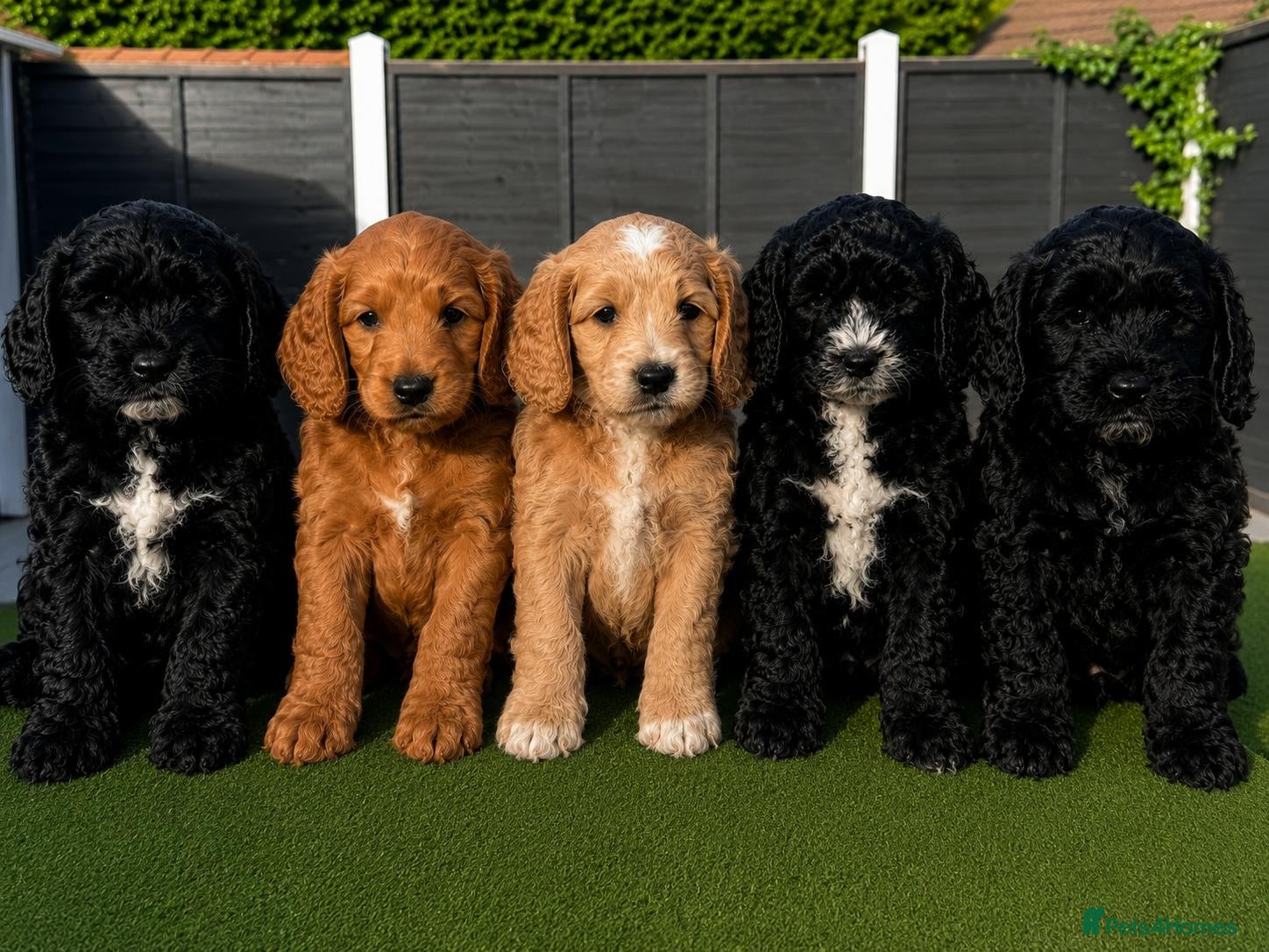 Cockapoo dogs beautiful F2 cockapoo puppies  - Advert 1