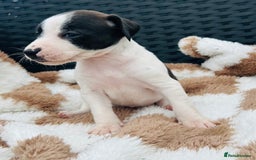 Jack Russell dogs for sale: 5 true to type jack russels  - Image 3