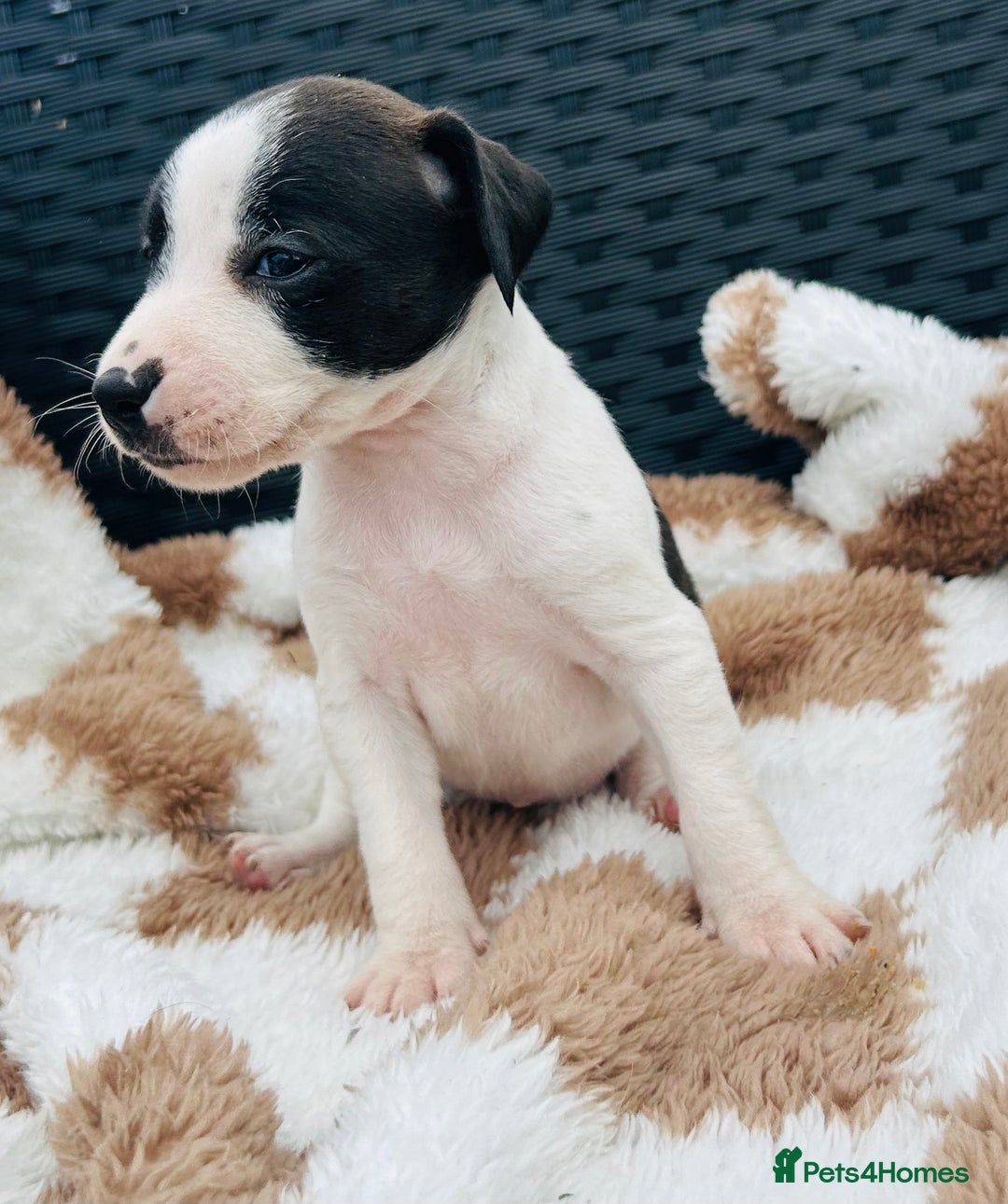 Jack Russell dogs for sale: 5 true to type jack russels  - Image 3