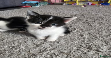 Mixed Breed cats - Advert 9