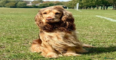 Cocker Spaniel dogs - Advert 13