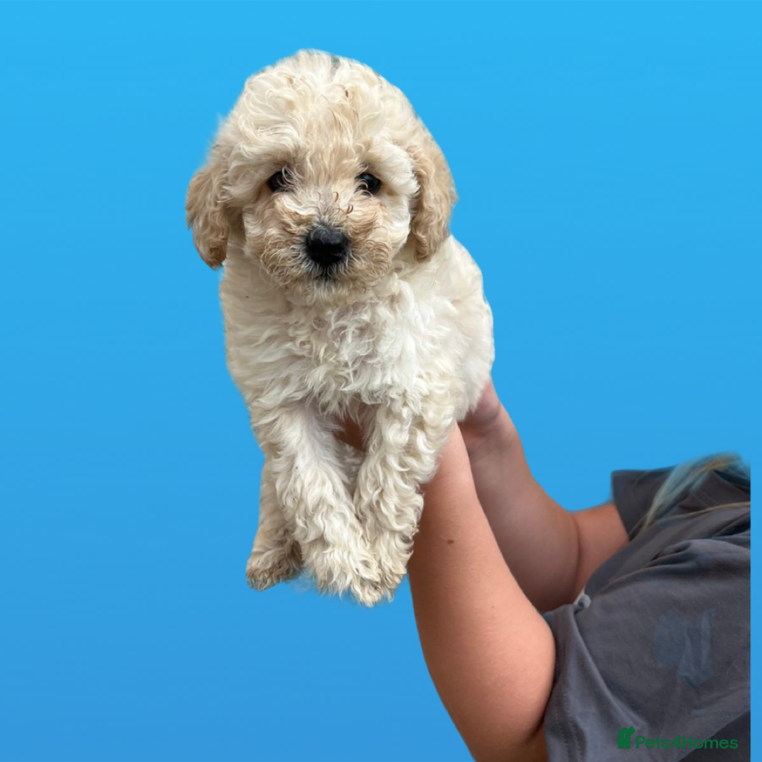 Cockapoo dogs for sale: F1B cockapoo puppys - Image 13