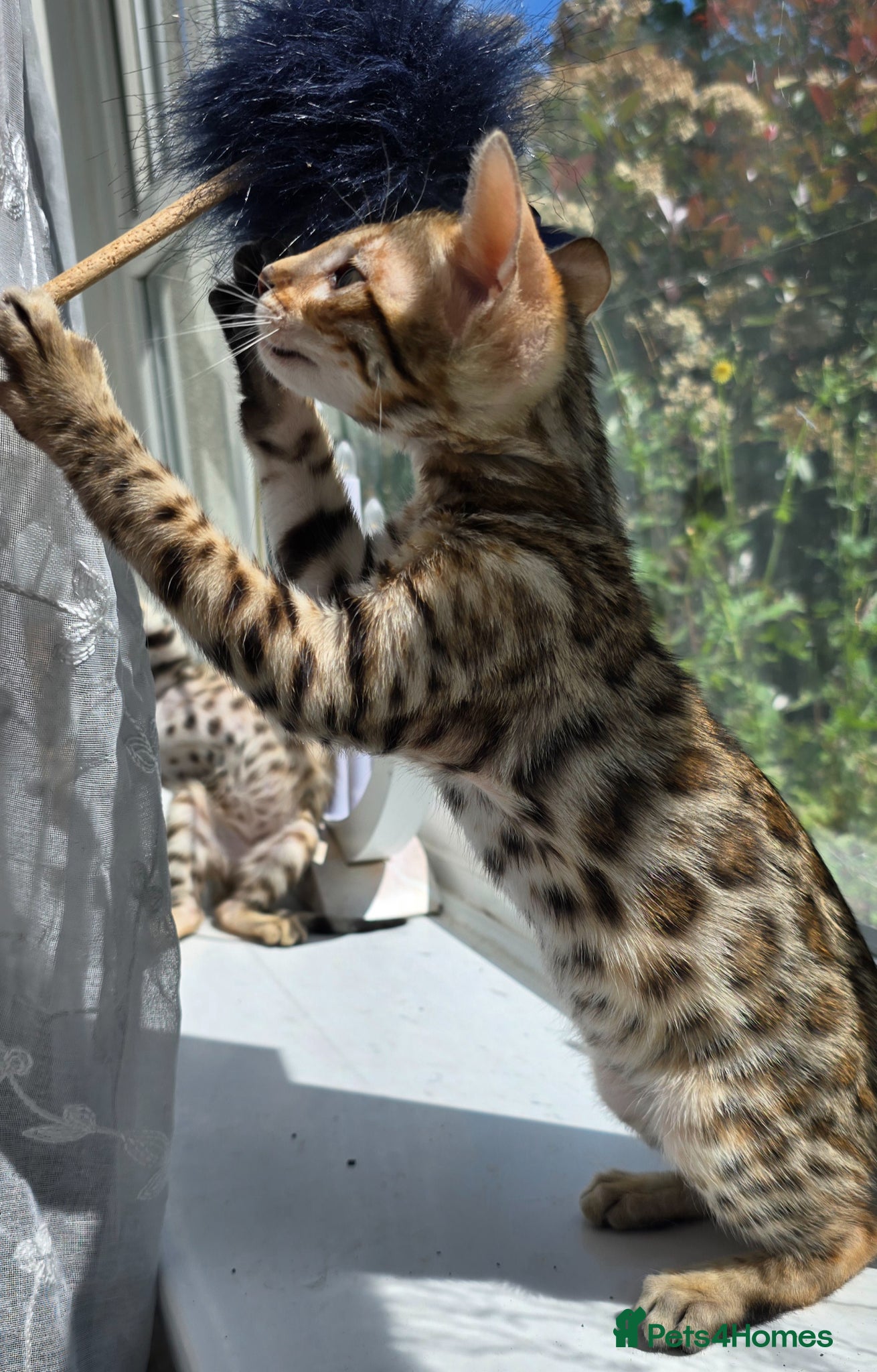 Bengal cats Ready NOW 2 girls and 2 ready from middle May - Advert 4