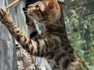 Bengal cats Ready NOW 2 girls and 2 ready from middle May - Advert 4