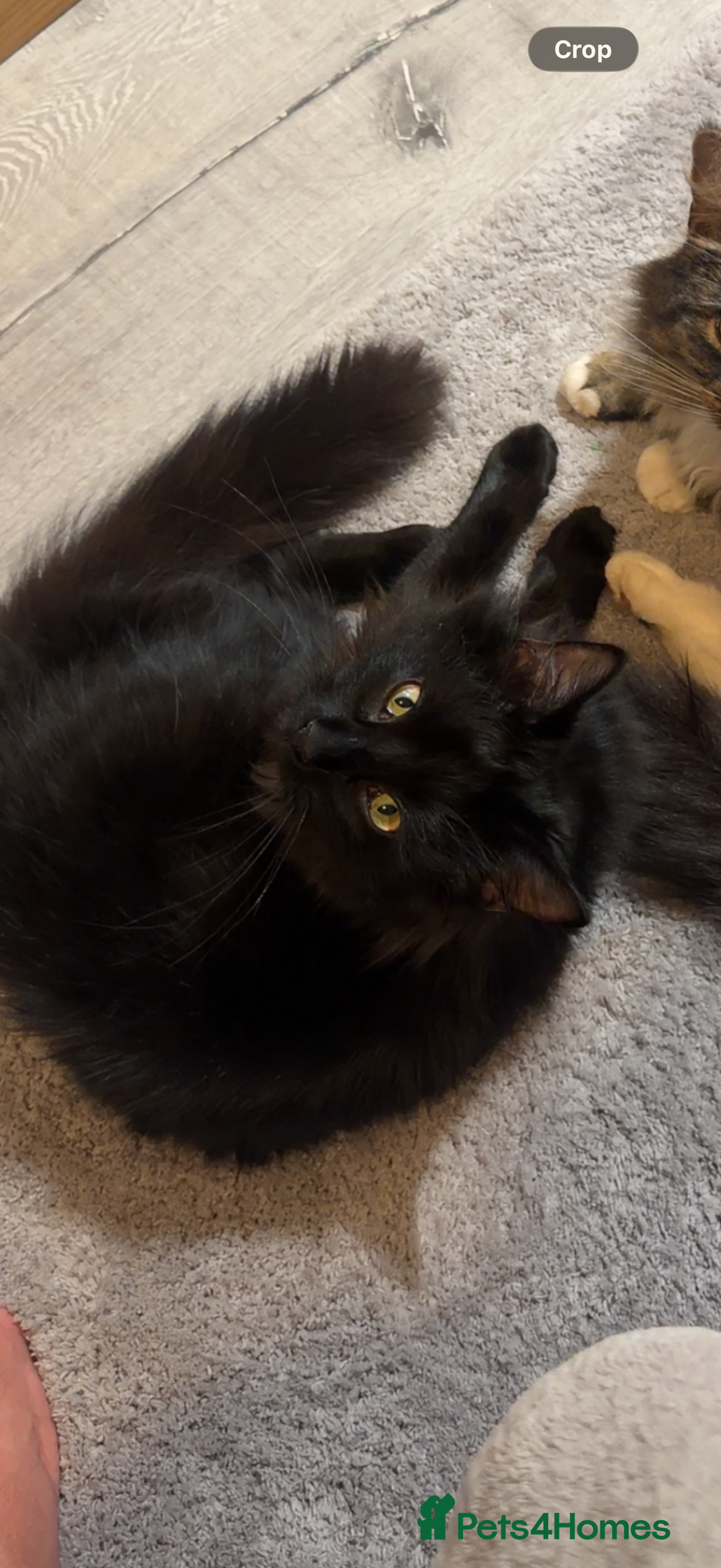 Coco