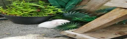 Mini Lop rabbits for sale: White mini lops (blue eyes) 🐇  in Manchester - Advert 2