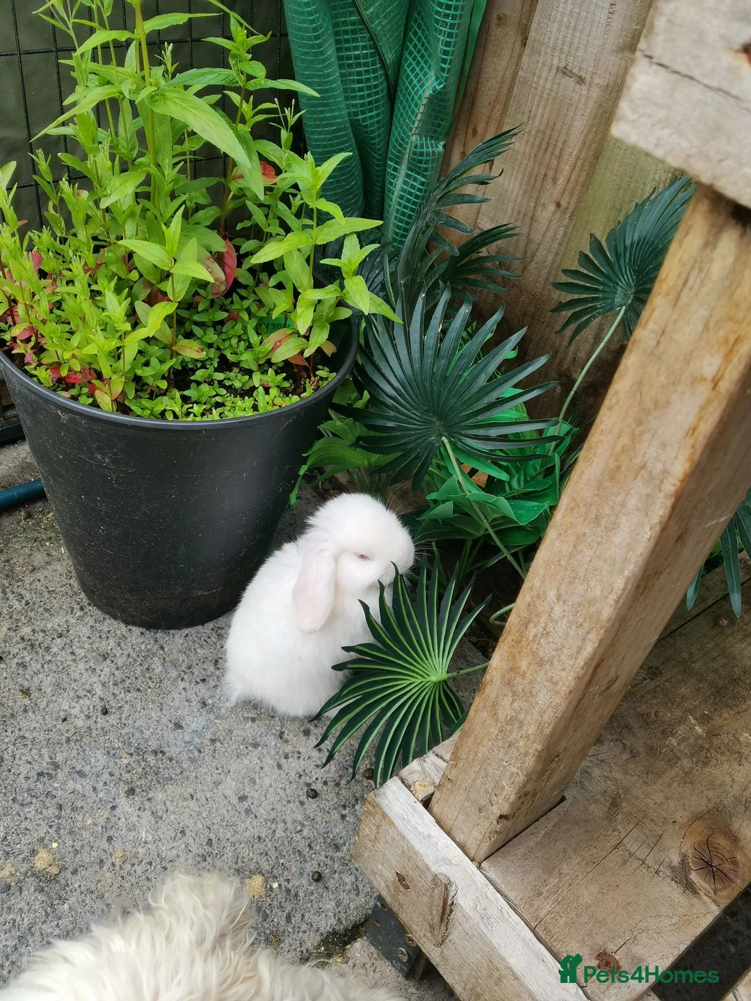 Mini Lop rabbits for sale: White mini lops (blue eyes) 🐇  in Manchester - Advert 2