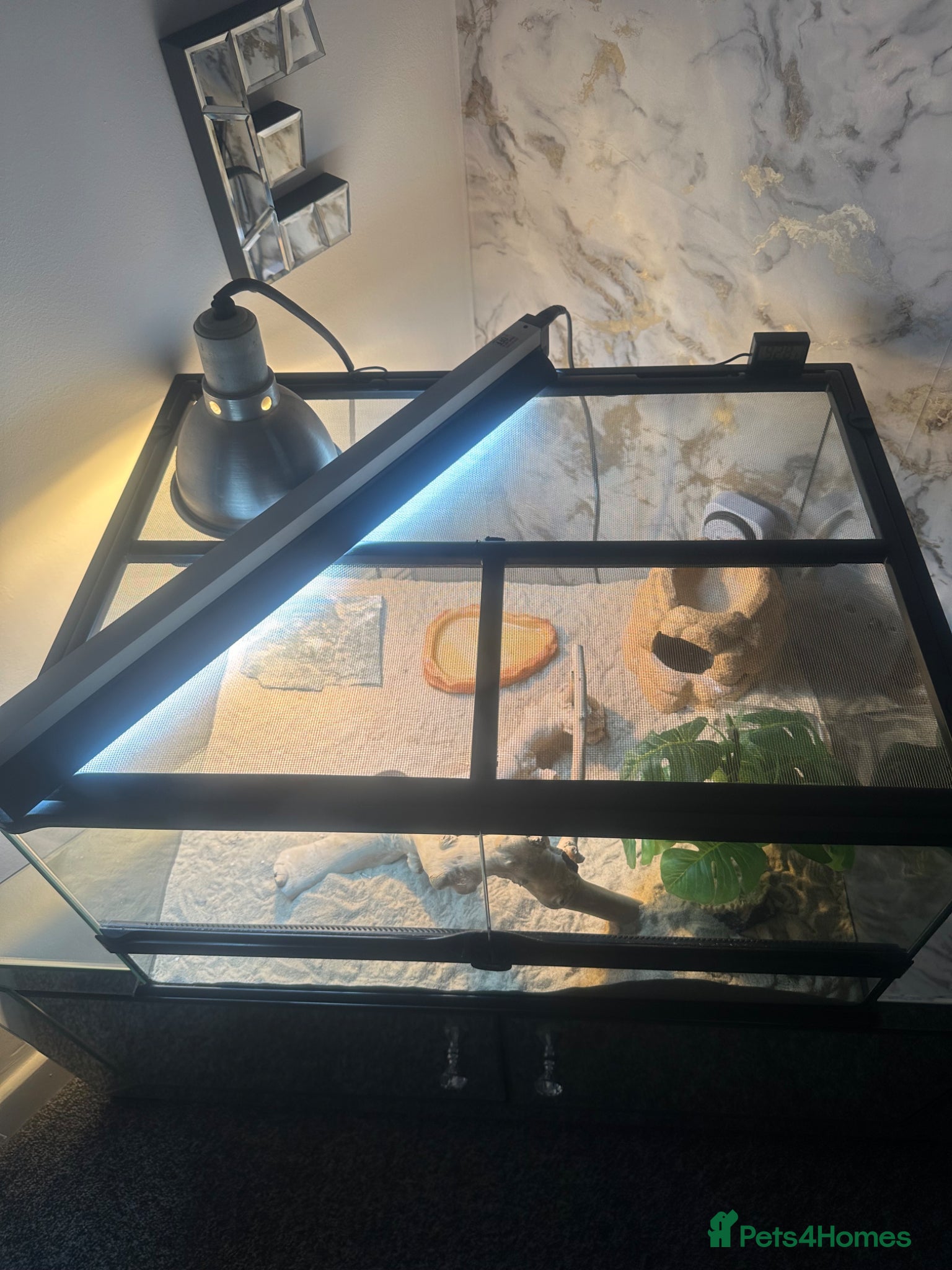 Leopard Gecko reptiles for sale: Leopard gecko male  - Advert 4