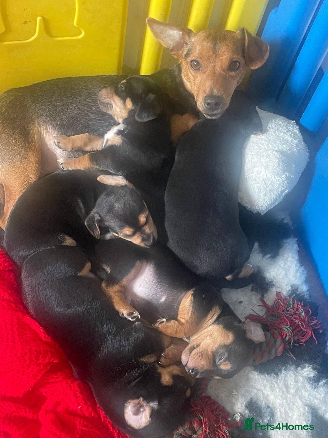 Jack Russell dogs for sale: Short Legged Jack Russell Pups - Image 5