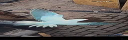 Ringnecks birds for sale: Blue ringneck and alexandrine  baby’s  - Advert 1