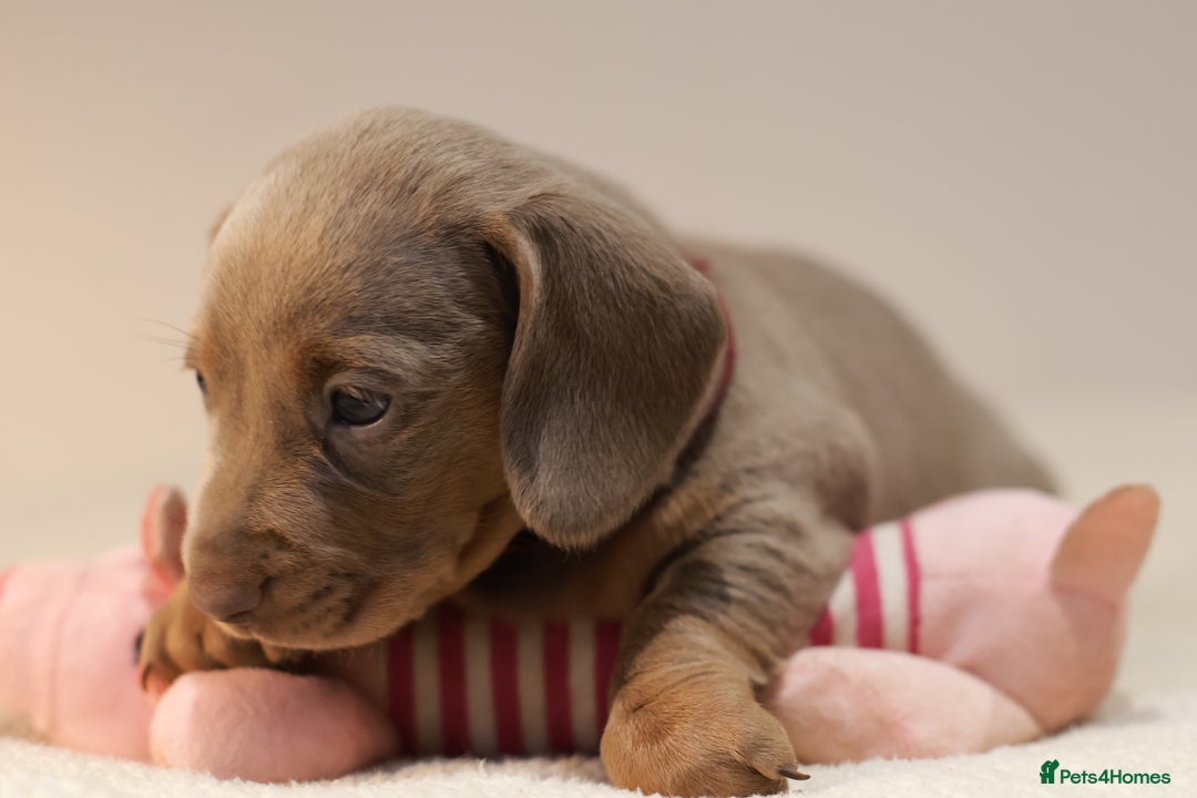 Miniature Dachshund dogs for sale: 5StarsLicensed+KC+PRAClear+VetChecked - Image 33