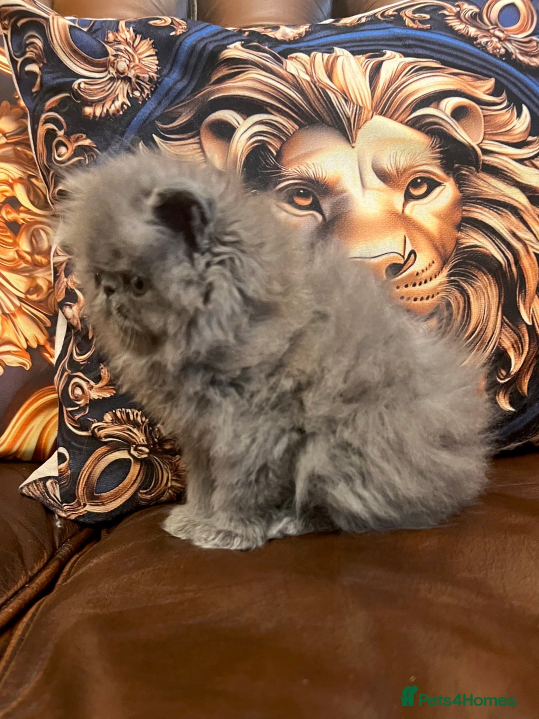 Persian cats for sale: Stunning blue Persians kittens ready to go  - Image 3