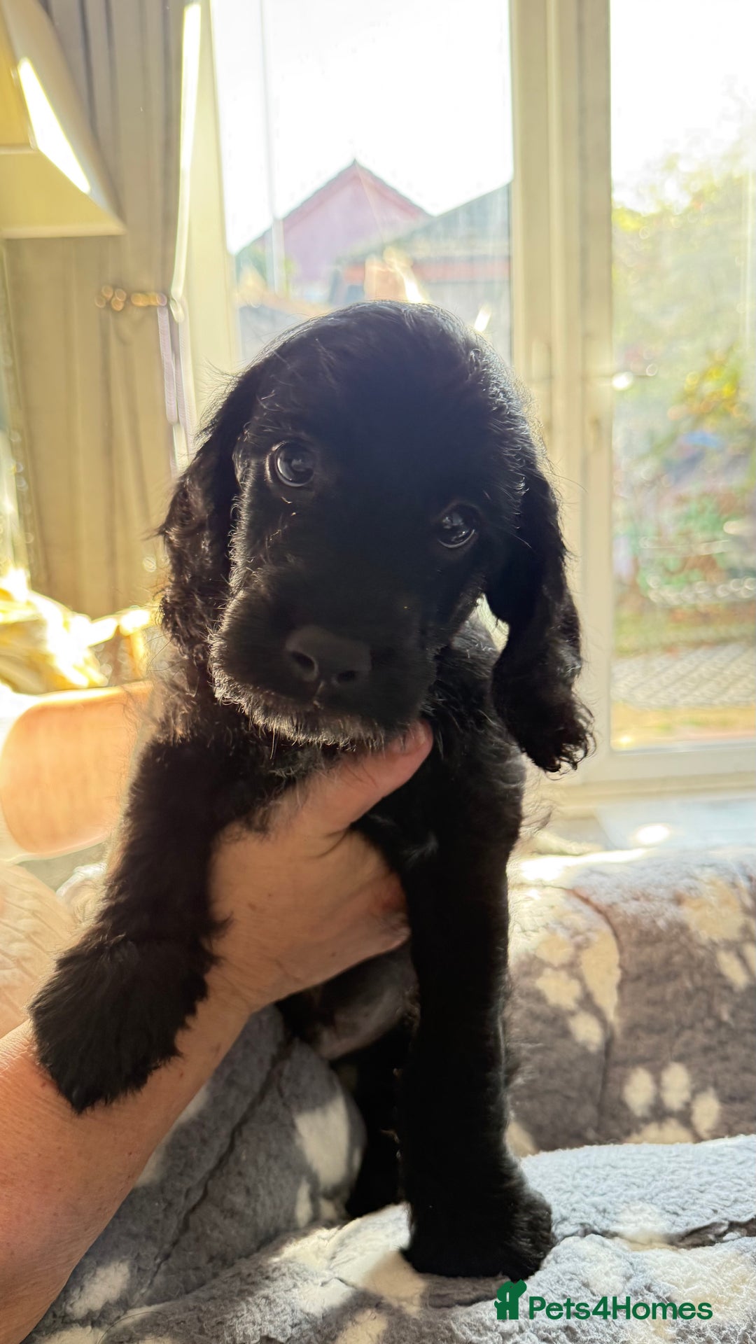Mixed Breed dogs for sale: Labradoodle cross cockapoo puppy’s  - Image 5