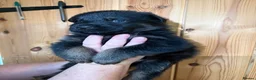 German Shepherd dogs for sale: Adorable Kc registered Gsd pups  - Advert 9