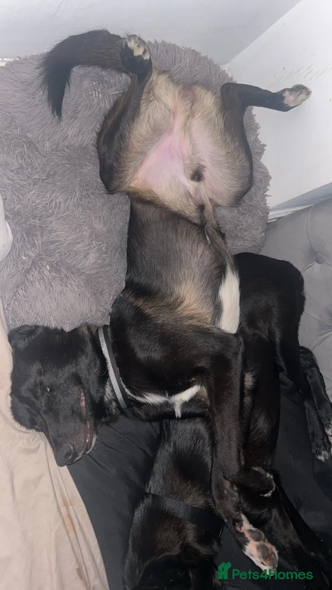 Mixed Breed dogs for sale: Belgian Malinois X Border Collie Pups - Advert 5