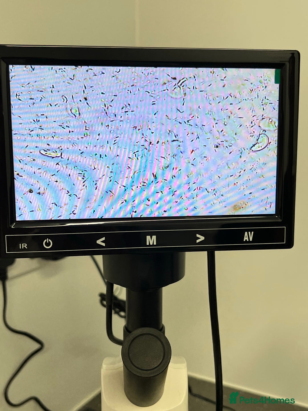 Chihuahua dogs for stud: Thailand imported chihuahua boy stud only in Doncaster - Advert 8