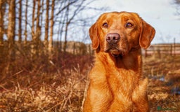 Labrador Retriever dogs for sale: Red Fox Labrador . Ready to Leave 😘 - Image 14