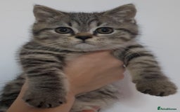 British Shorthair cats for sale:  Ready now. British shorthair kittens  - Image 24