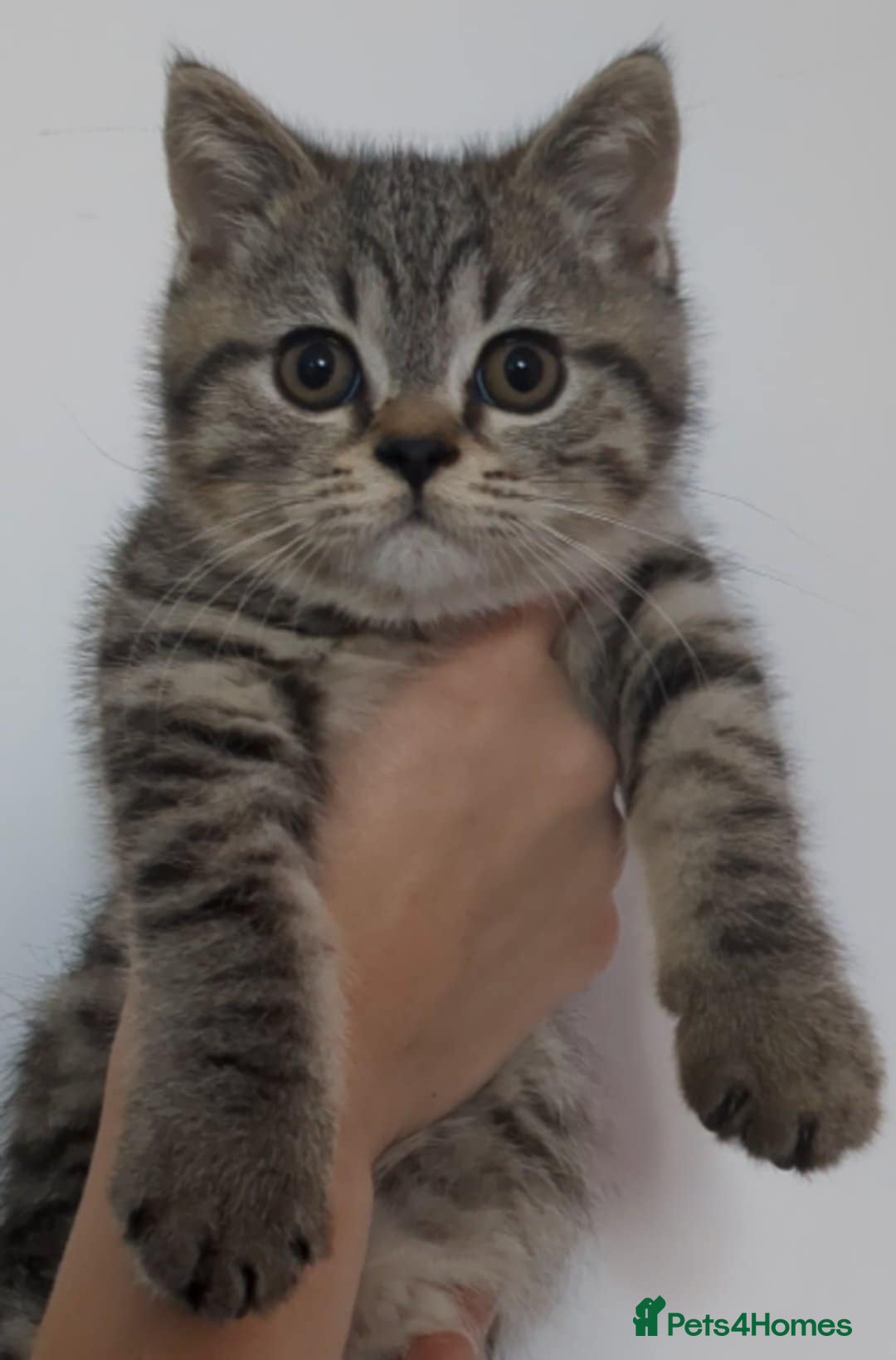 British Shorthair cats for sale:  Ready now. British shorthair kittens  - Image 24