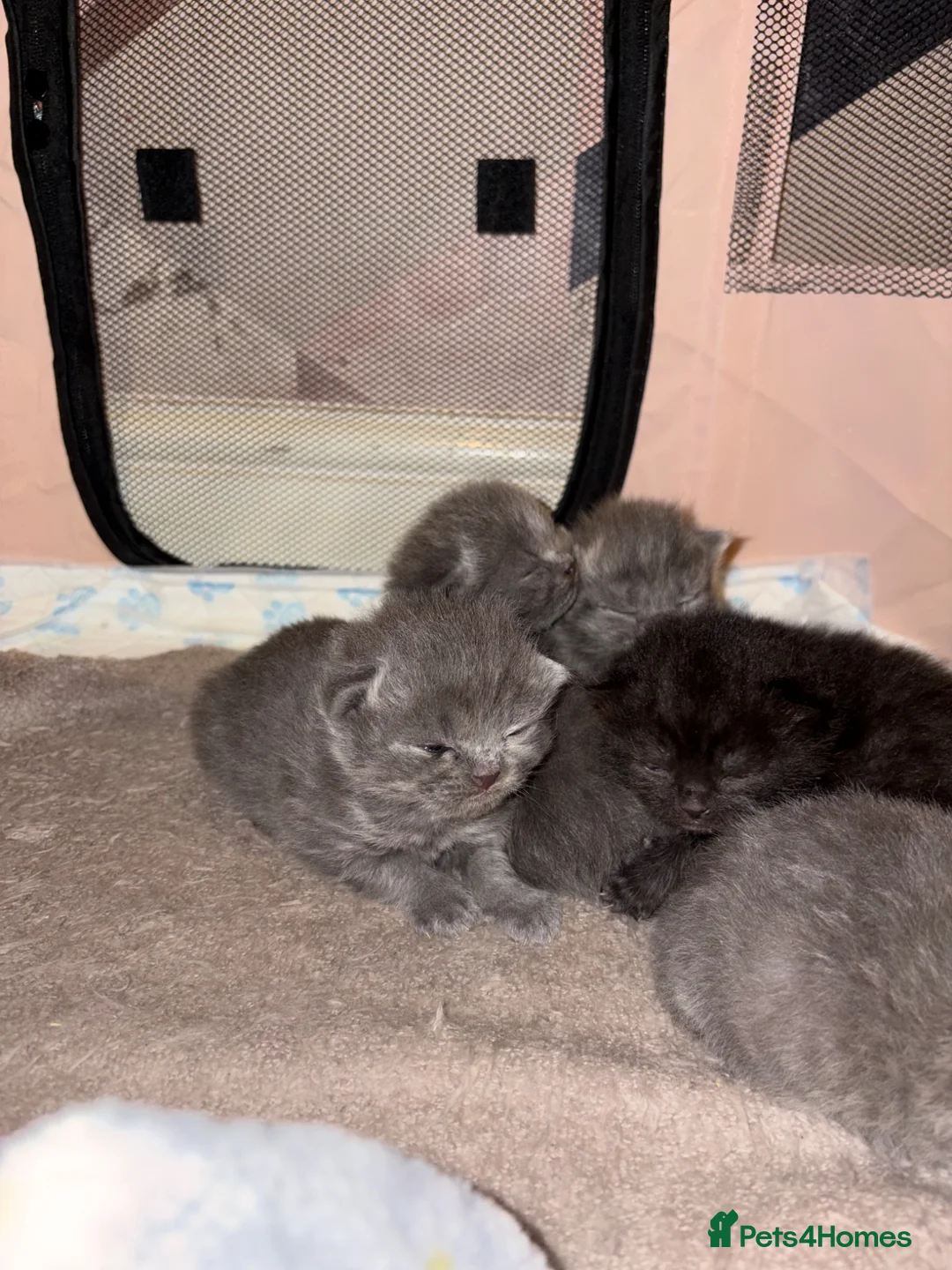 Ragdoll cats for sale: Beautiful Ragdoll X BSH babies  - Advert 23