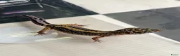Leopard Gecko reptiles for sale: Mixed baby Leopard Geckos & 1 Black night - Advert 9